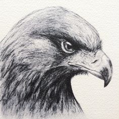 a pencil drawing of an eagle's head