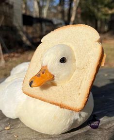 a duck with a piece of bread in its beak