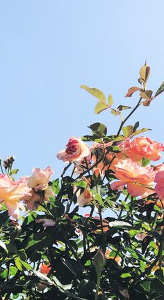 pink roses are blooming in the sun on a sunny day with blue sky behind them