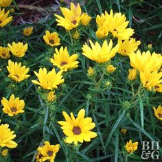 some yellow flowers are growing in the grass