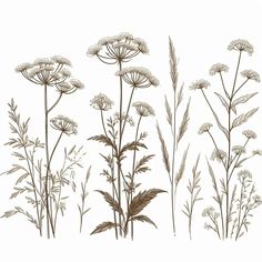 three different types of wildflowers are shown in this drawing, one is brown and the other is white