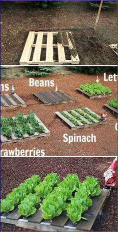 four different stages of growing lettuce in the garden with instructions to grow them