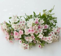 some white and pink flowers on a white surface