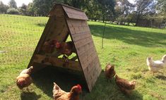 chickens are walking around in the grass near a chicken coop that is made out of wood