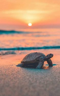 a small turtle sitting on top of a sandy beach next to the ocean at sunset