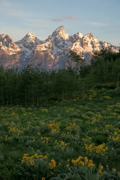 the mountains are covered in snow and green grass with wildflowers on the foreground