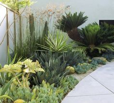 an outdoor garden with various plants and trees