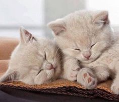 two white kittens cuddle together on a blanket