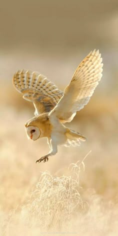 an owl is flying through the air with its wings wide open and it's head down