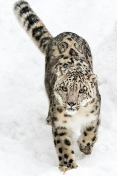 a snow leopard is walking through the snow