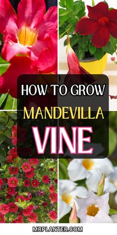 Step-by-step illustration of growing a Mandevilla vine, highlighting the flourishing Mandevilla plant. Mandeville Plant, Mandevilla Trellis, Mandevilla Plant, Mandevilla Vine, Growing Gardens, Seasonal Garden, Flowering Vines, Easy Garden, Floral Display