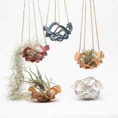 three air plants are hanging from strings in different shapes and sizes, with one planter attached to the string