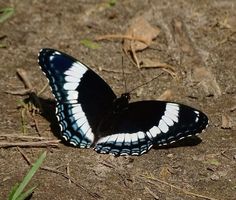 a black and white butterfly sitting on the ground