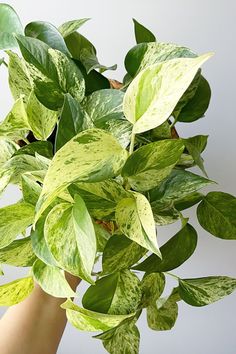 a plant with green leaves in someone's hand