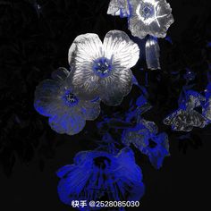 blue and white flowers are in the dark