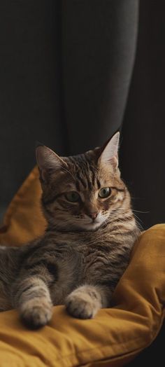 a cat laying on top of a yellow pillow