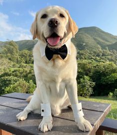 a dog wearing a bow tie sitting on top of a wooden table with mountains in the background