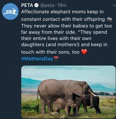 an elephant and her baby are standing in the grass with their mother's day message