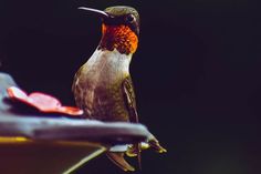 a hummingbird sitting on top of a bird feeder