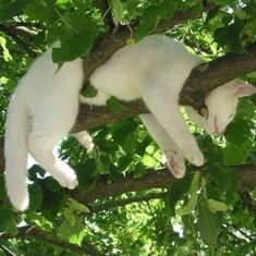 two white cats are sleeping in a tree