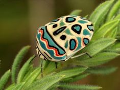 a colorful bug sitting on top of a green plant