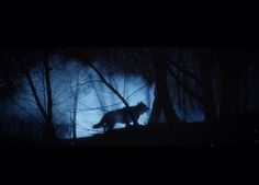 a wolf is walking through the woods in the dark at night with light coming from behind it