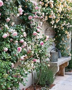 some pink roses are growing on the side of a building and next to a bench