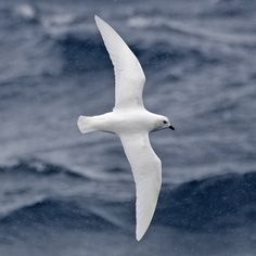 a white bird flying over the ocean on a cloudy day