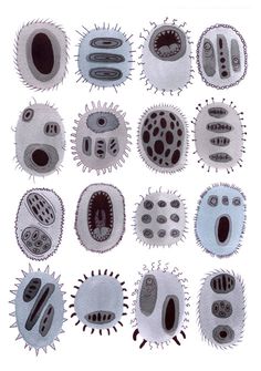 an image of some animal cells on a white background with black and grey details