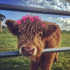 a brown cow with pink bows on its head standing behind a fence in a grassy field