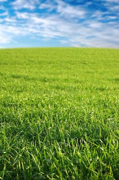 green grass with blue sky and clouds in the background