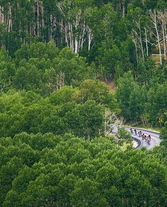 several people riding bikes down a winding road in the middle of some trees and bushes