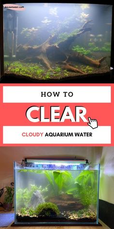 an aquarium with the words how to clear in front of it and above it are two pictures