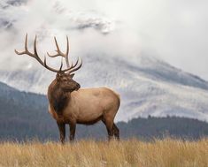 a large elk standing on top of a dry grass covered field with mountains in the background