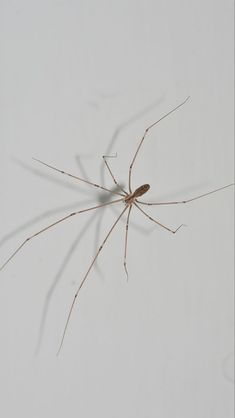 a brown spider with long legs standing on the wall