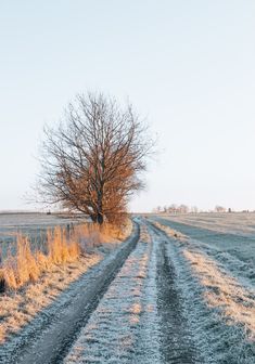 a dirt road in the middle of a field next to a tree with no leaves