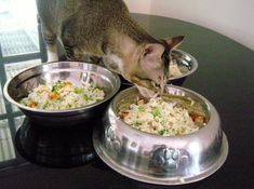 a cat eating out of two bowls on top of a table