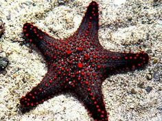 a red and black starfish laying on the sand