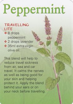 Benefits Of Peppermint, Roller Bottle Blends, Essential Oil Remedy, Oil Remedies, Motion Sickness, Young Living Oils, Peppermint Oil