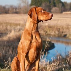 a large brown dog sitting on top of a grass covered field next to a river