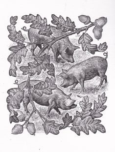 an ink drawing of pigs and acorns in the woods, surrounded by leaves