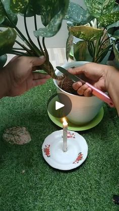 someone is lighting a candle in a bowl on the ground next to some potted plants