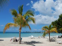 palm trees and lounge chairs on the beach