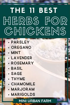 herbs for chickens to keep them healthy Herbs To Add To Chicken Feed, Herbs Chickens Can Eat, Herbs Good For Chickens, Red Chicken Coop Ideas, Chicken Beginner Tips, Herbs For Chickens To Eat, Plants Safe For Chickens, Taking Care Of Chickens, Chicken Coop Activities