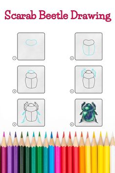 6 steps demonstrating how to draw a scarab beetle drawing for kids. Potato Drawing, Bird Drawing For Kids, Falcon Drawing, Simple Bird Drawing, Cookie Drawing, Beetle Drawing, Beginner Drawing Lessons, Vegetable Drawing, Full Drawing