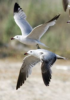 three seagulls are flying in the air near some sand and grass with trees in the background