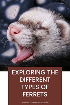 an animal with its mouth open and the words exploring the different types of ferrets