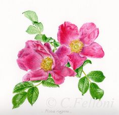 two pink flowers with green leaves on a white background