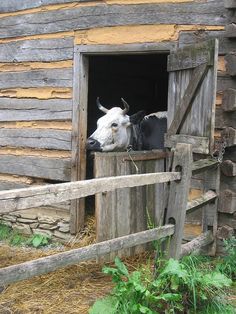 two cows sticking their heads out of an open window in a wooden barn with green plants