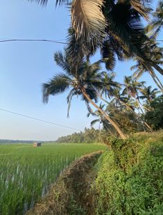 a lush green field with palm trees next to it